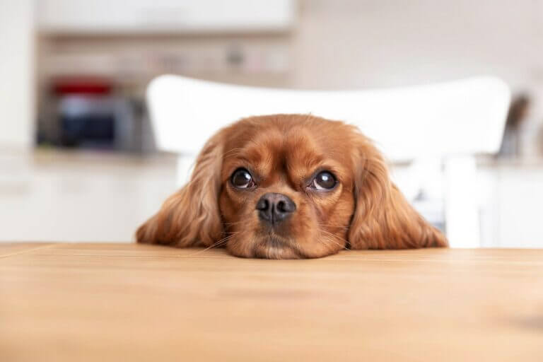 Cute dog behind the kitchen table